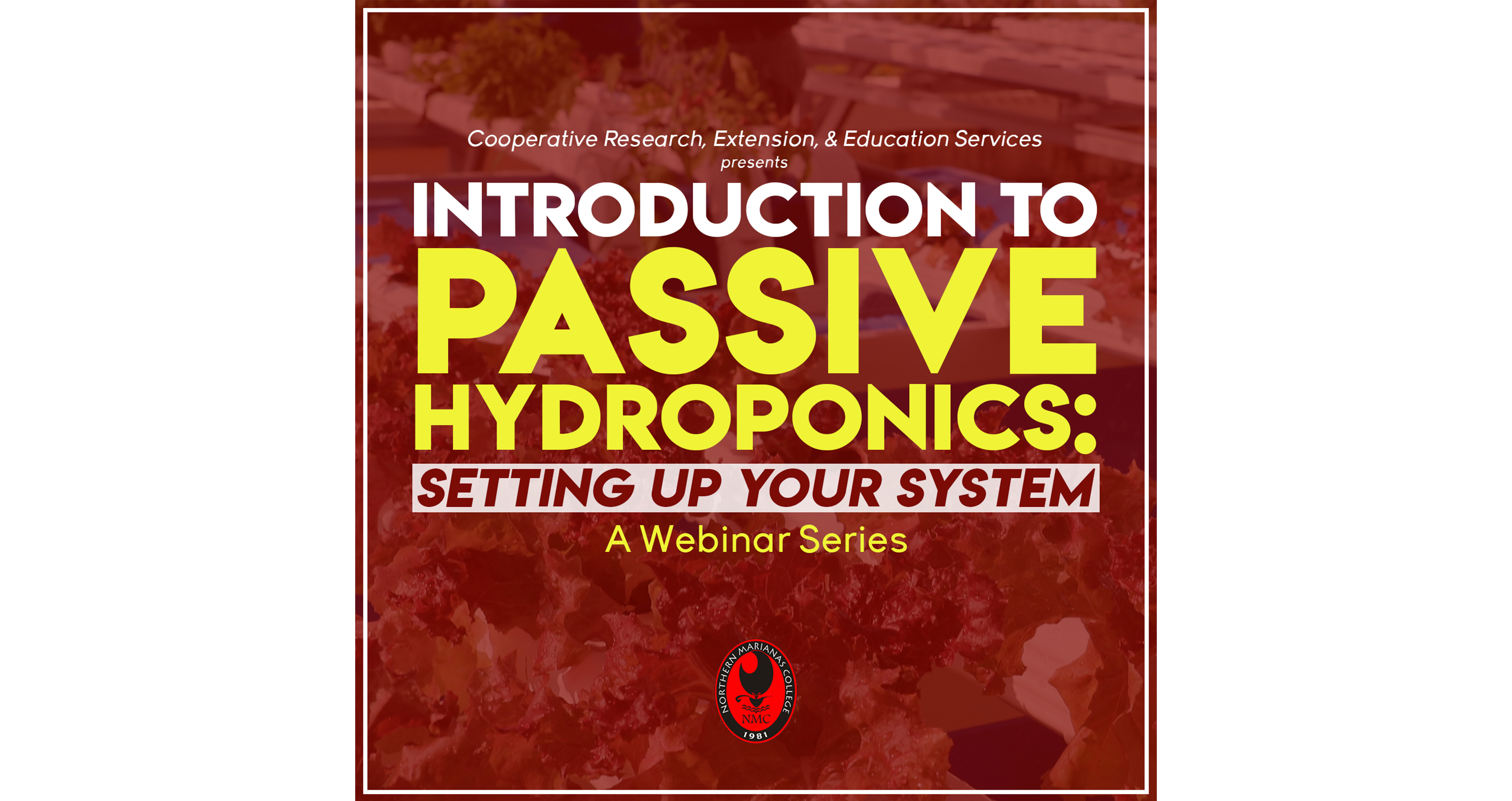 Introduction to Passive Hydroponics: Setting up your System