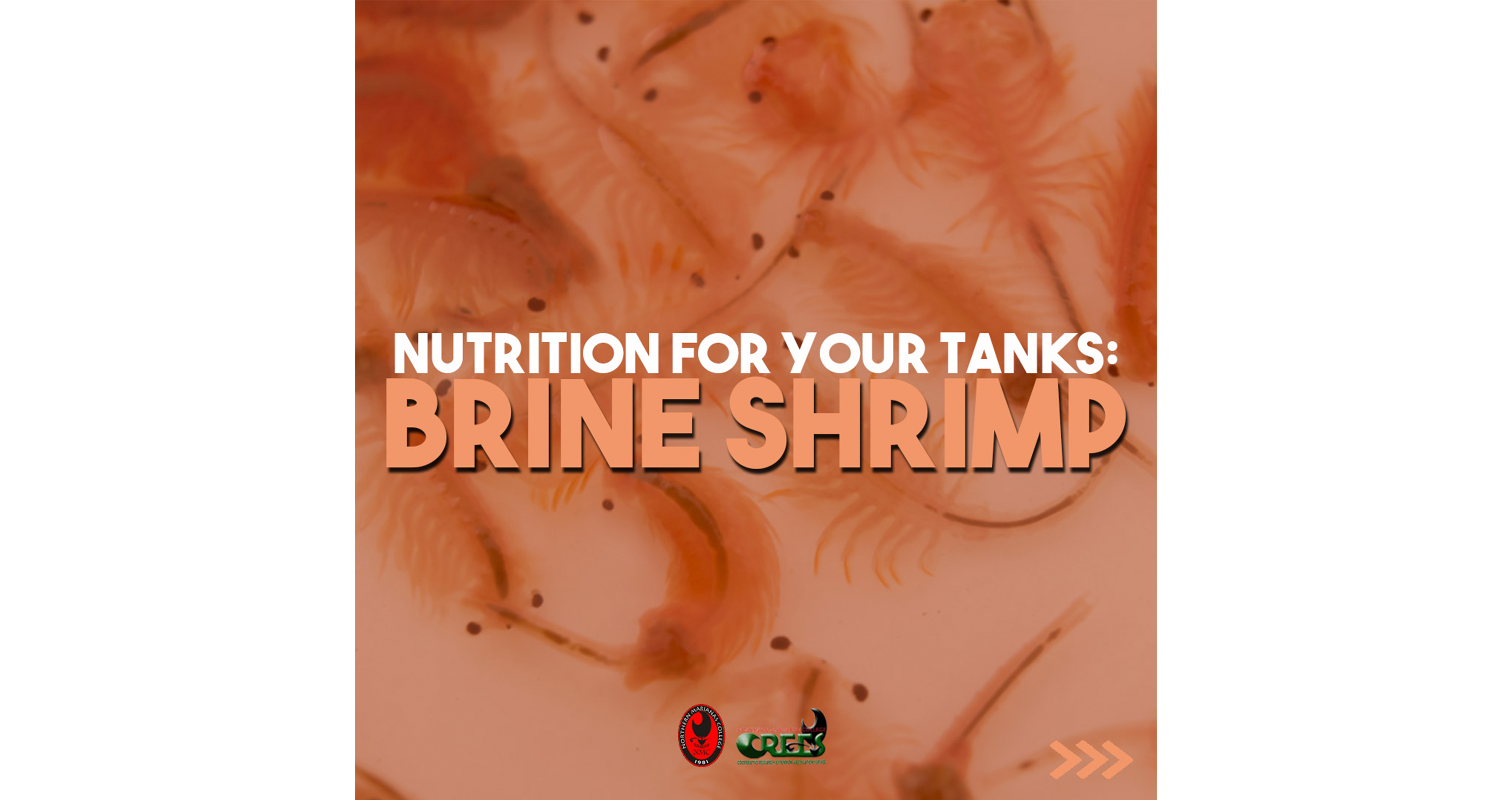 Nutrition for Your Tanks: Brine Shrimp